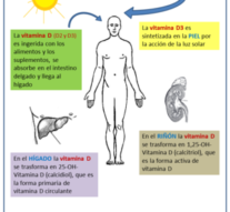 El sol, una fuente natural que favorece la producción de “vitamina D”, fundamental en la producción de anticuerpos