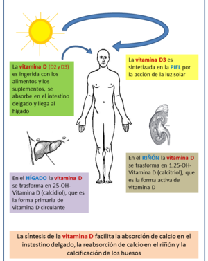 ¿Por qué no se ha explicado que la deficiencia de vitamina “D”, debilita el cuerpo humano?