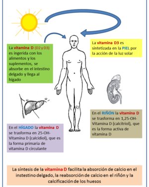 El sol, una fuente natural que favorece la producción de “vitamina D”, fundamental en la producción de anticuerpos